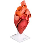 3d-systems-cjp-heart-model-150x150